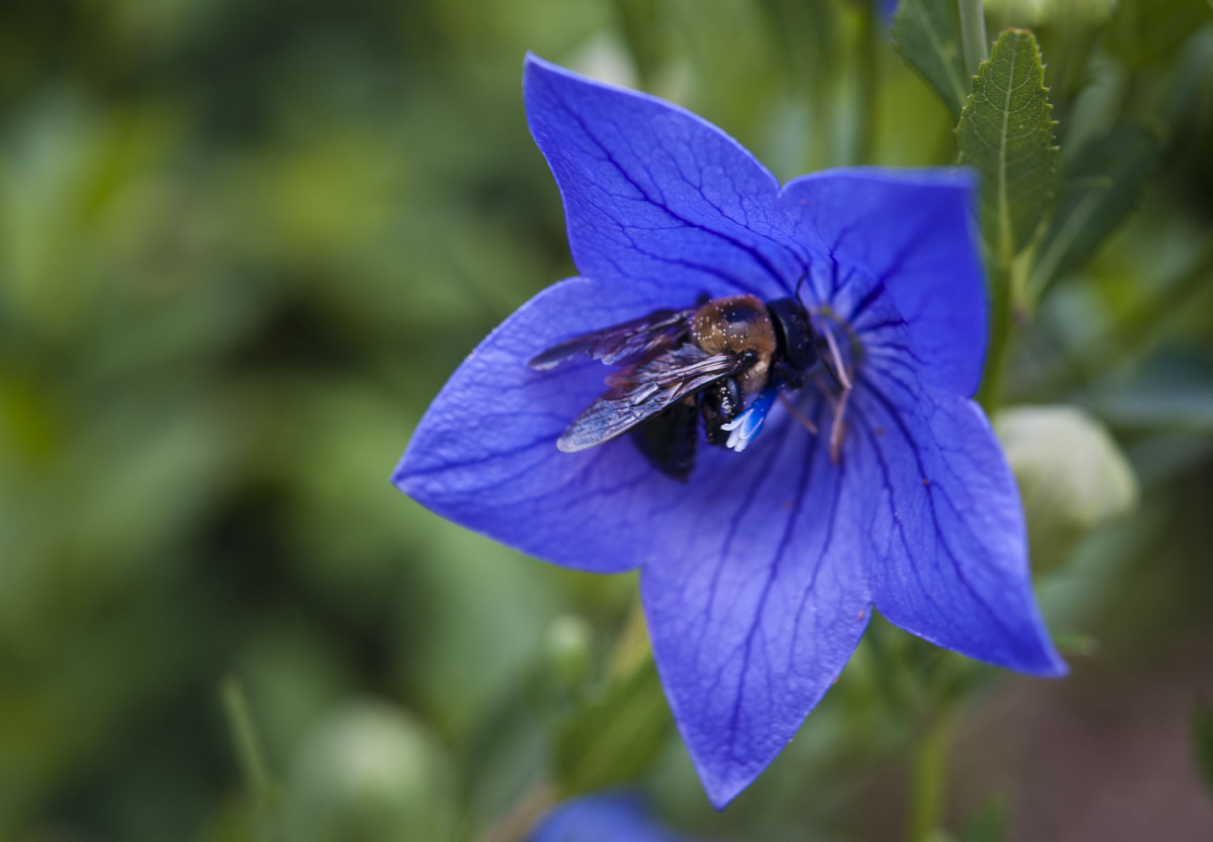 Nissen House garden